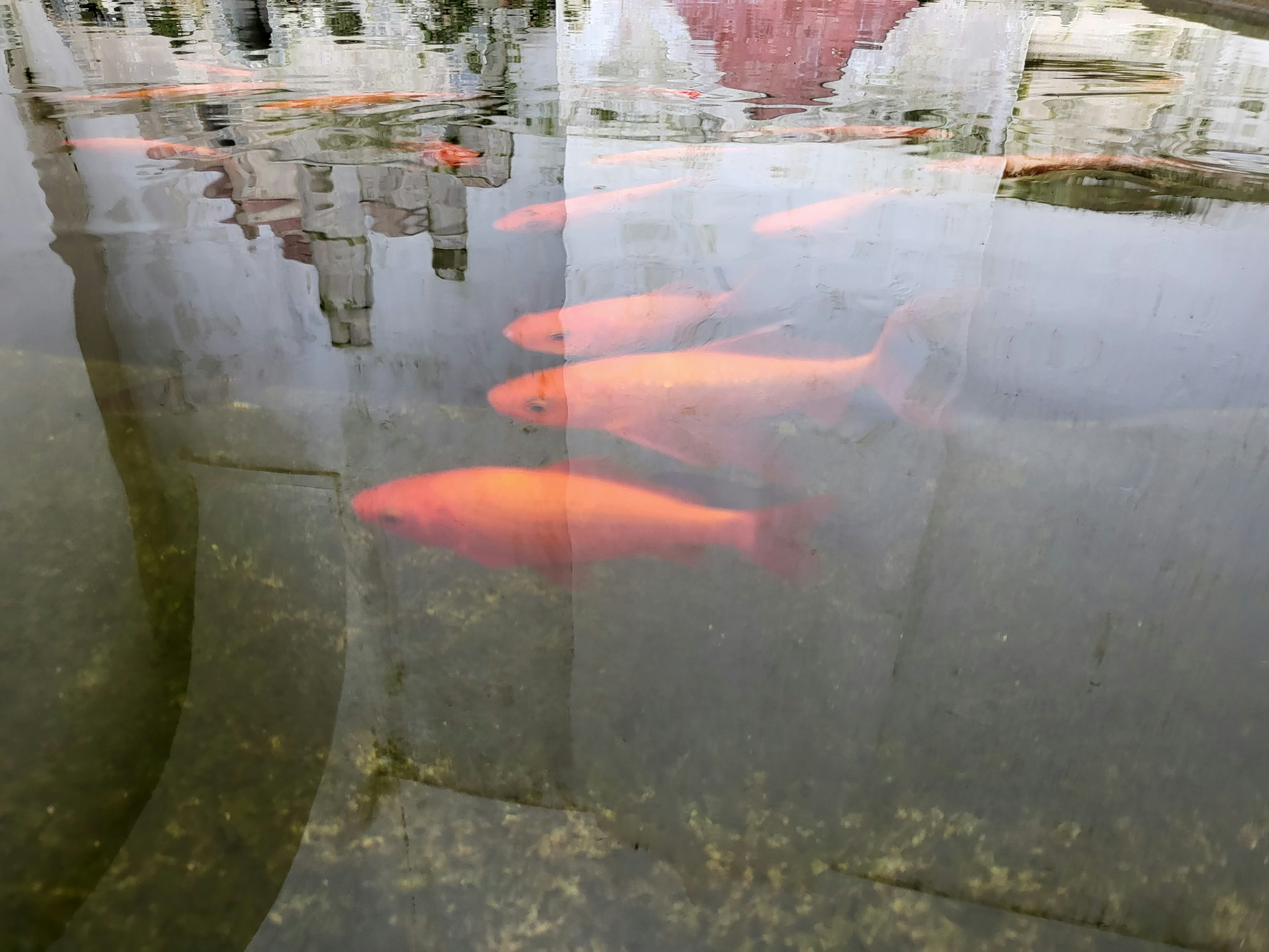 A small pond with red fishes in the Garden of the sintra national palace