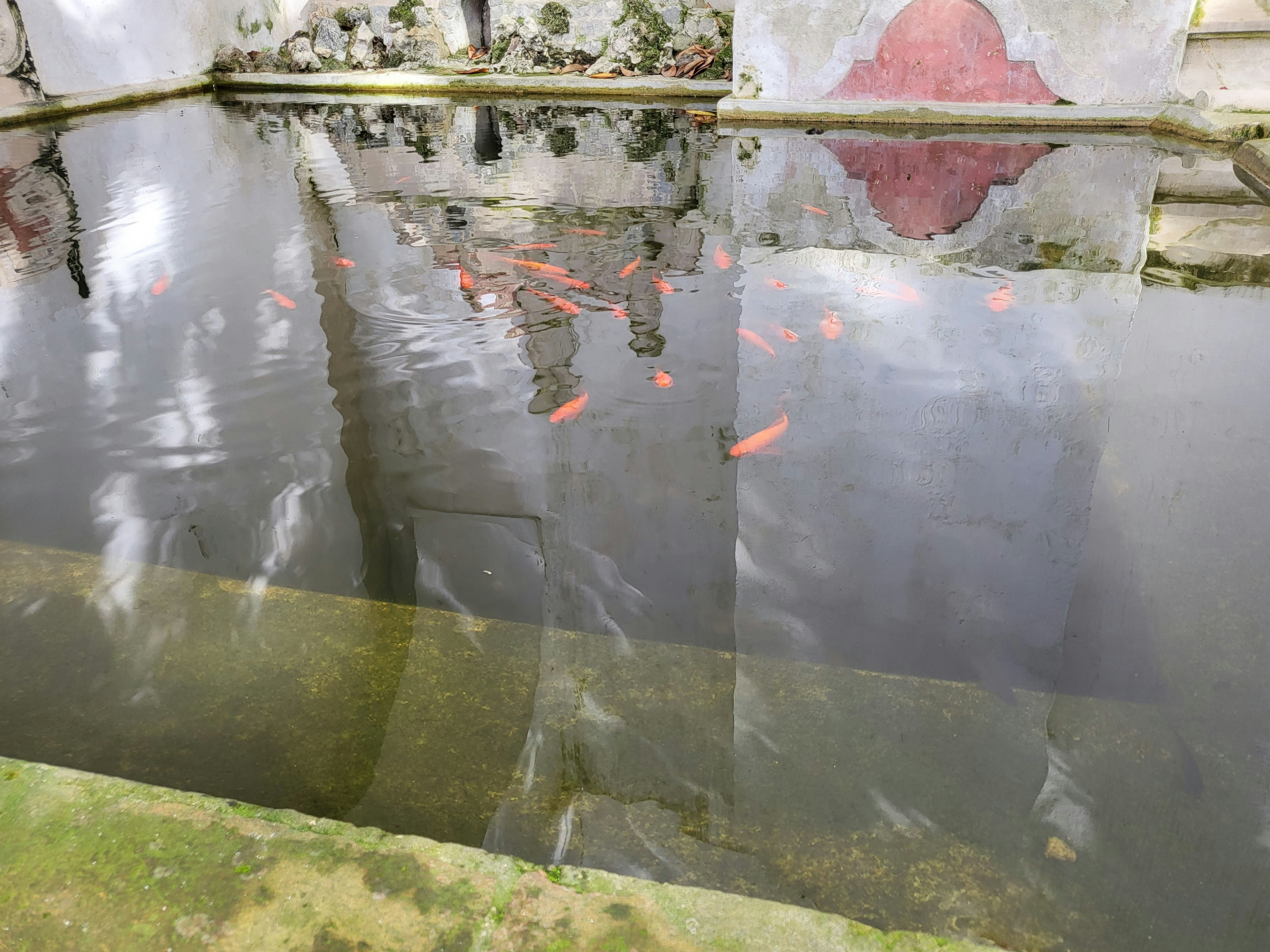 A small pond with red fishes in the Garden of the sintra national palace